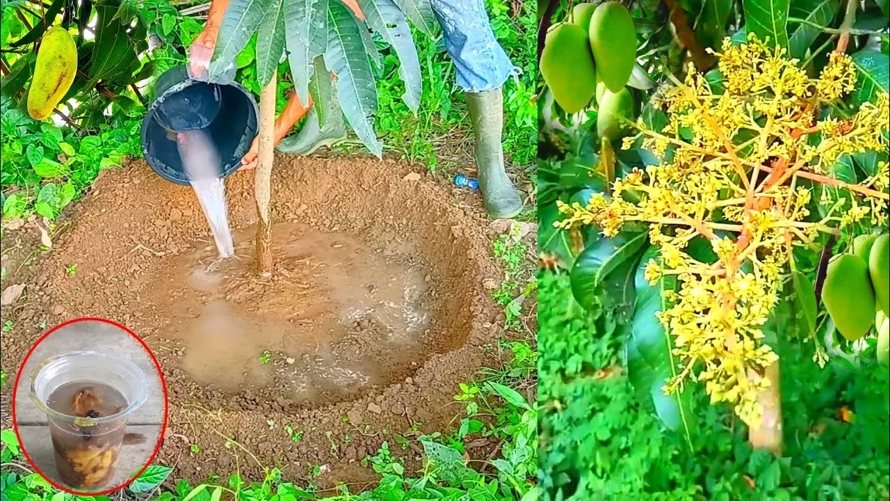 Homemade Organic Liquid Fertilizer For Mango Trees Fruiting Fast