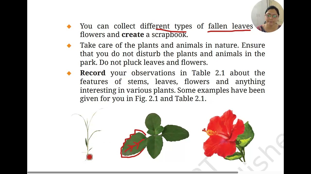 CLASS-6 NCERT SCIENCE BOOK (CURIOSITY) PART-1, DIVERSITY OF PLANTS AND ANIMALS
