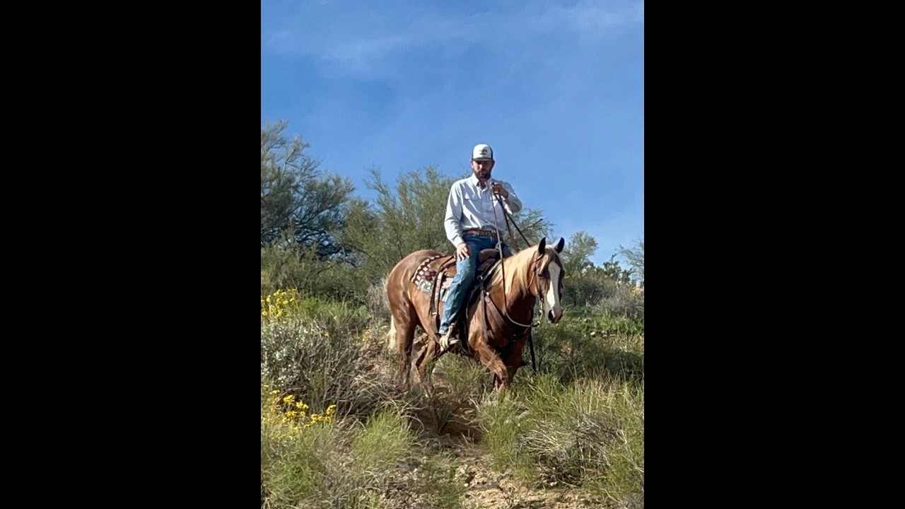 Disco in Arizona | Hip 31 Strait Outta Texas 2018 AQHA Gelding | 2026 Southern Belle Classic