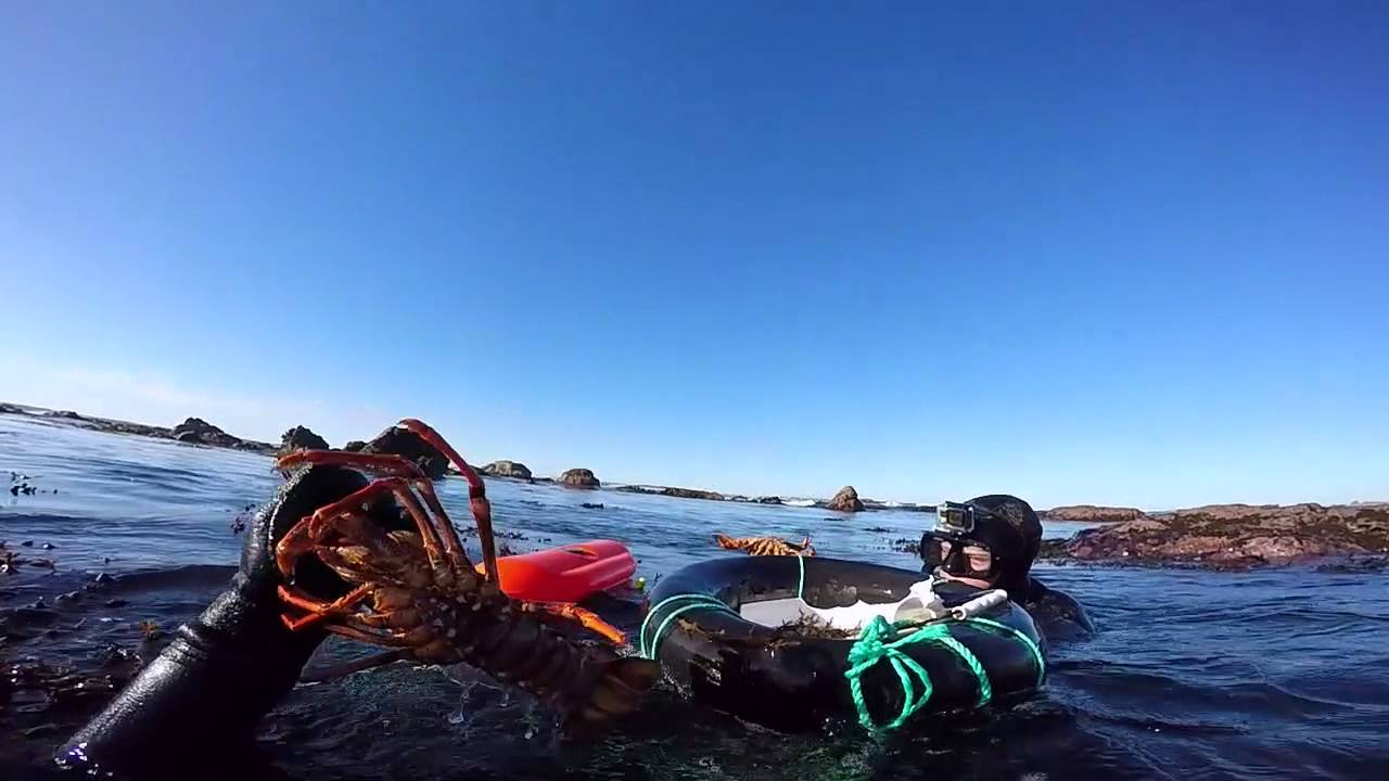 Shallow water crayfish