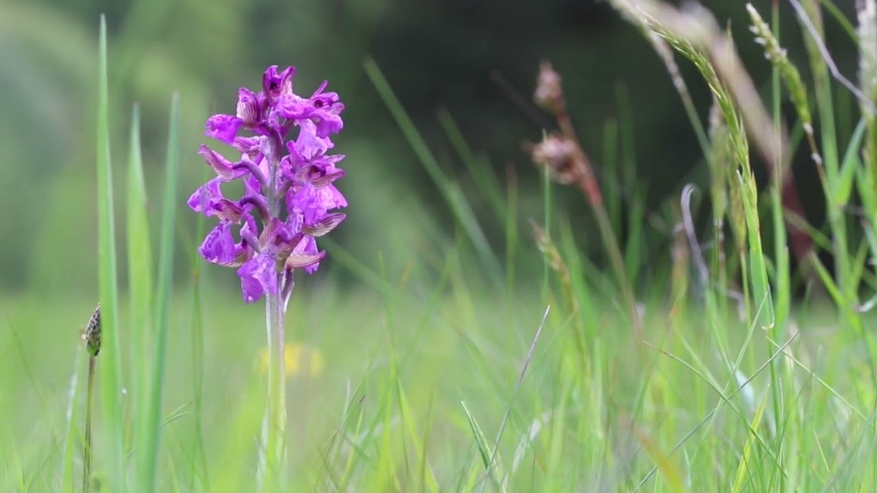 Poroinic în Parcul Național Piatra Craiului din cadrul Romsilva