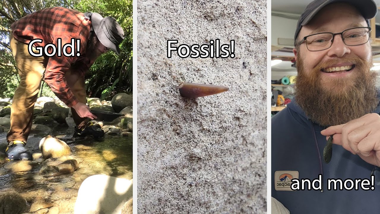 Fossils, gold and something very special - West Coast fossil adventure