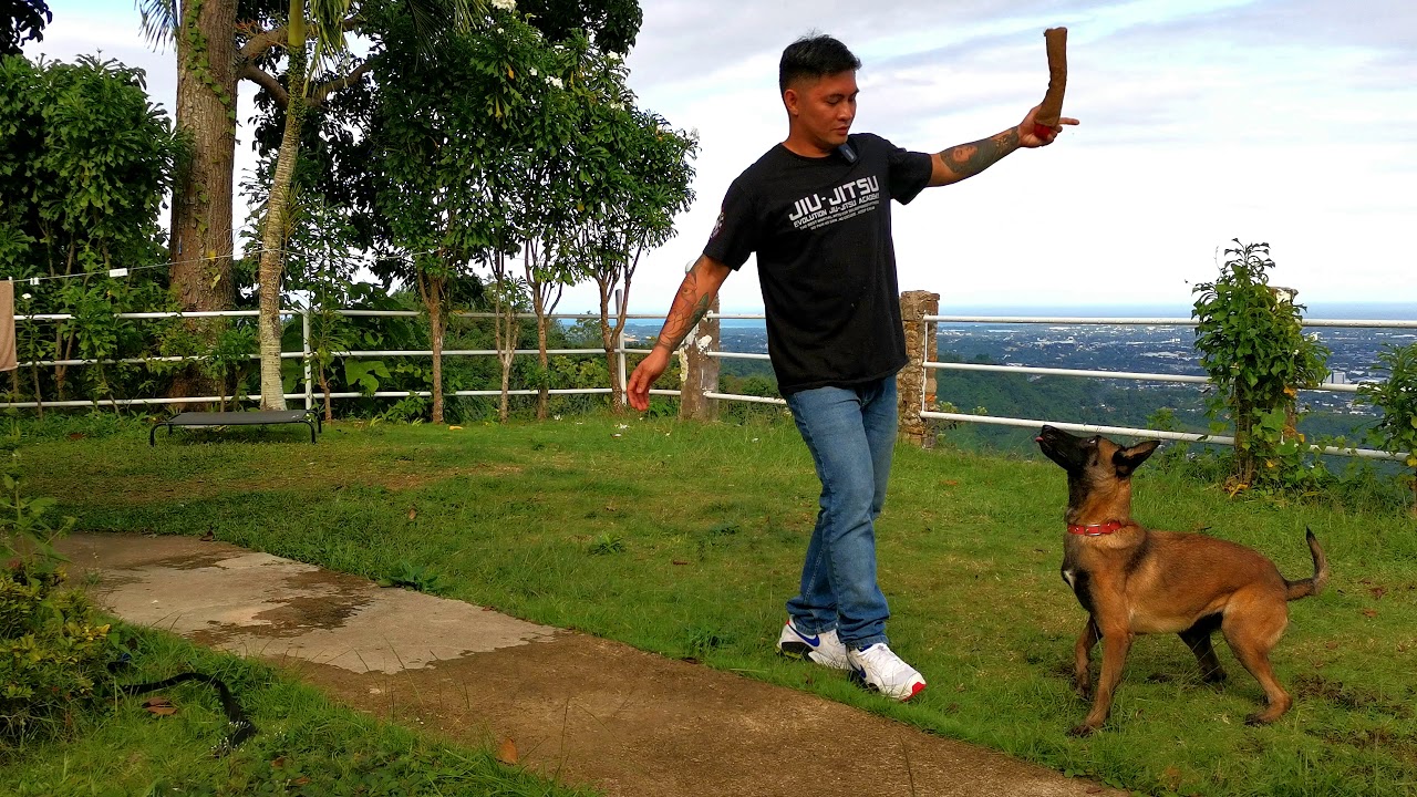How To | Enhance Dog's Toy Drive | Ball & Tug | Dog Trainer Cebu