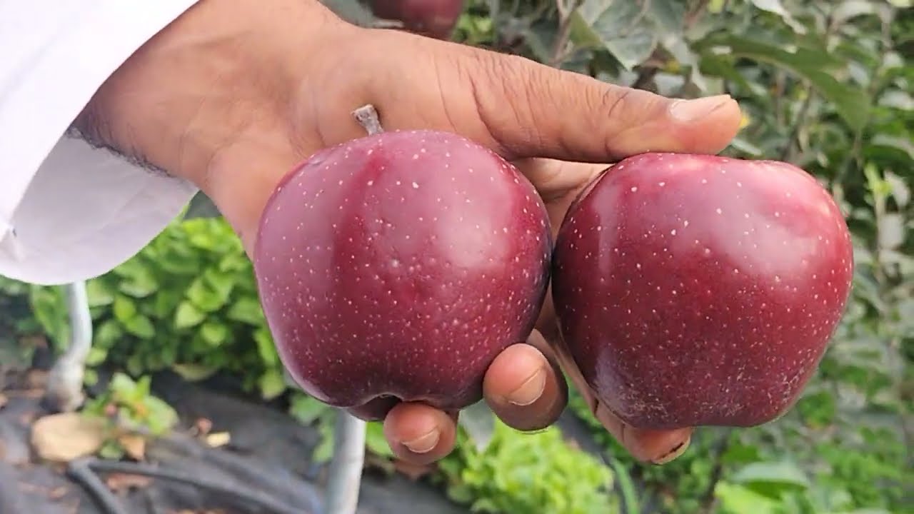 RD 11 Apple Variety (New latest delicious Apple Strain) call for Imported plants& Budwood 7006548593