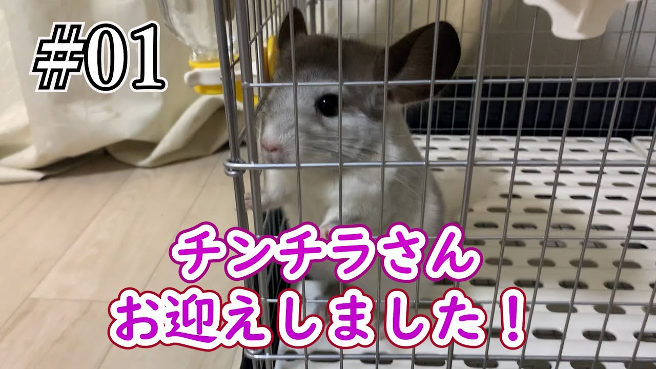 #01　チンチラさん　お迎えしました！　Chinchilla　First day after starting to keep