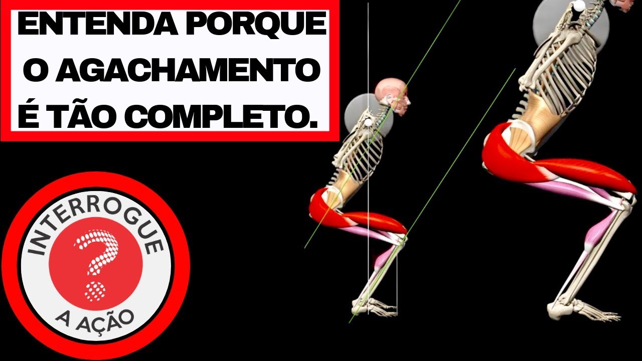 QUAL A FUNÇÃO DE CADA UM DOS PRINCIPAIS MÚSCULOS TRABALHADOS NO AGACHAMENTO?