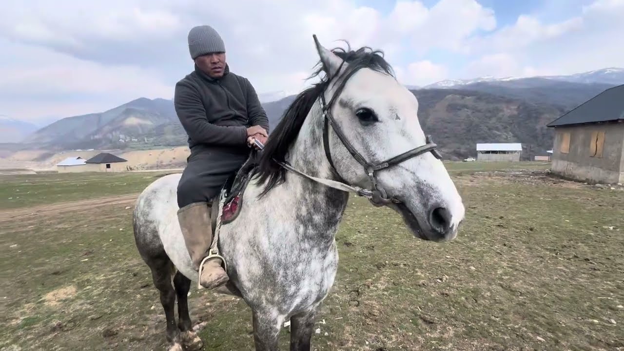 Жакшы Ат издегендер чалгыла +996703505596