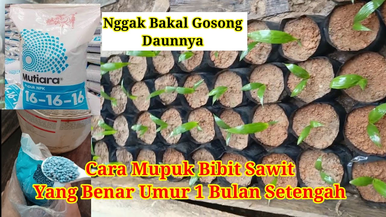 Cara mupuk yg benar,anti gosong 