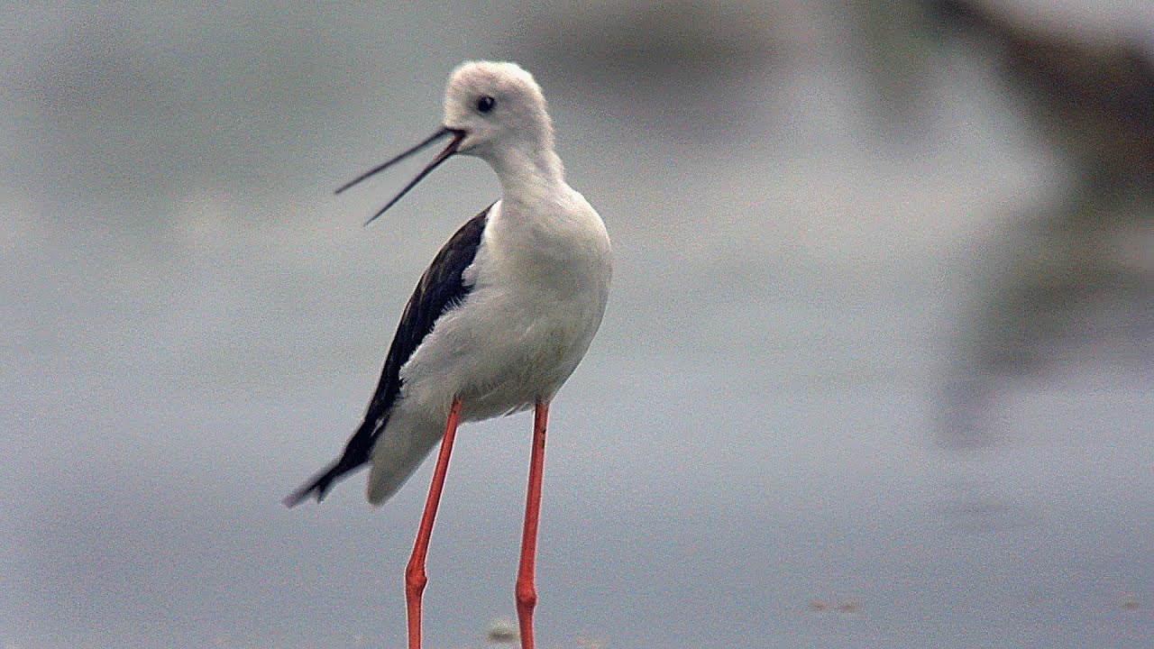 Ходулочник (Himantopus himantopus) - Black-winged stilt | Film Studio Aves
