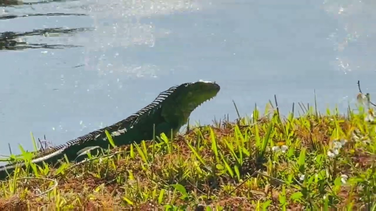 🦎 Iguana life in South Saint Petersburg, Florida #usa #florida #wildlife #iguana