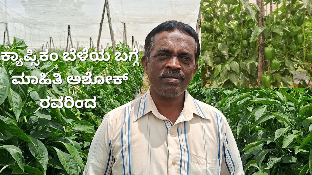 ಕ್ಯಾಪ್ಸಿಕಂ ಬೆಳೆಯ ಬಗ್ಗೆ ಮಾಹಿತಿ ಅಶೋಕ್ ರವರಿಂದ | information about capsicum 🫑 farming from sri ashok