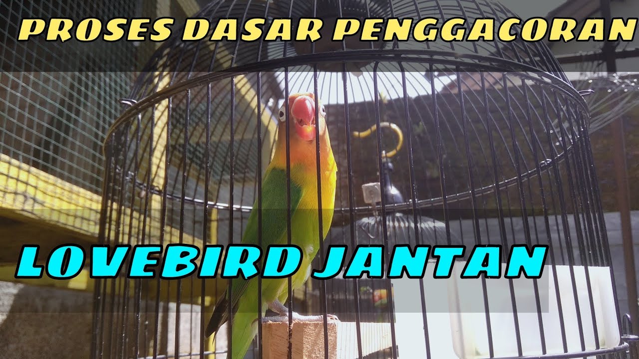 Proses Dasar Penggacoran Lovebird Jantan || Devans Kicau
