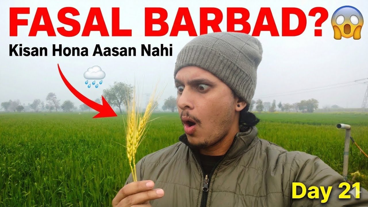 Day 21: Fasal Mein Rog Lag Gaya 😭 | Kisan #farmingvlog #kisan #fasal #wheatfarming #desi