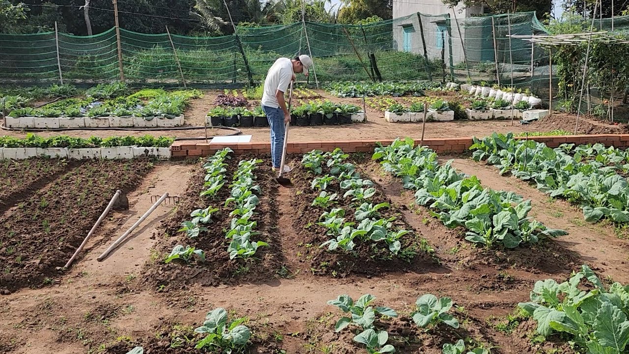 Full 120 days : How to create a garden and grow vegetables