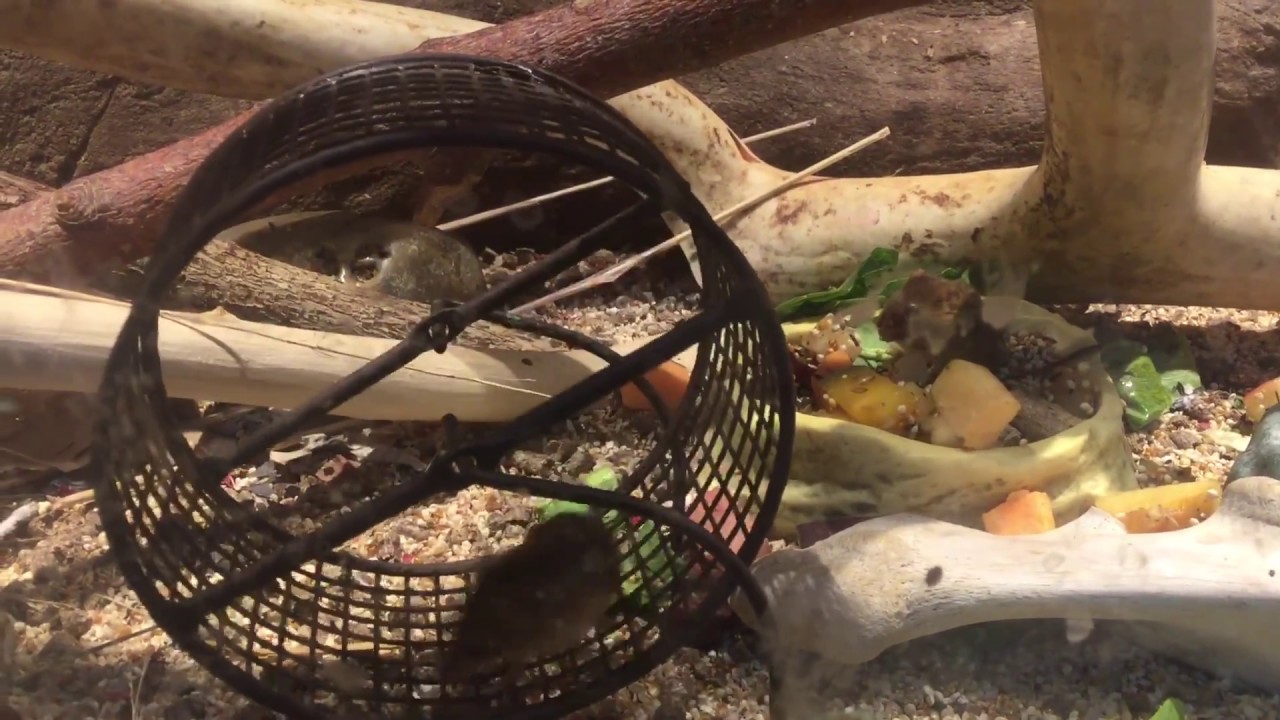 Acrobat harvest mouse does 3+ flips