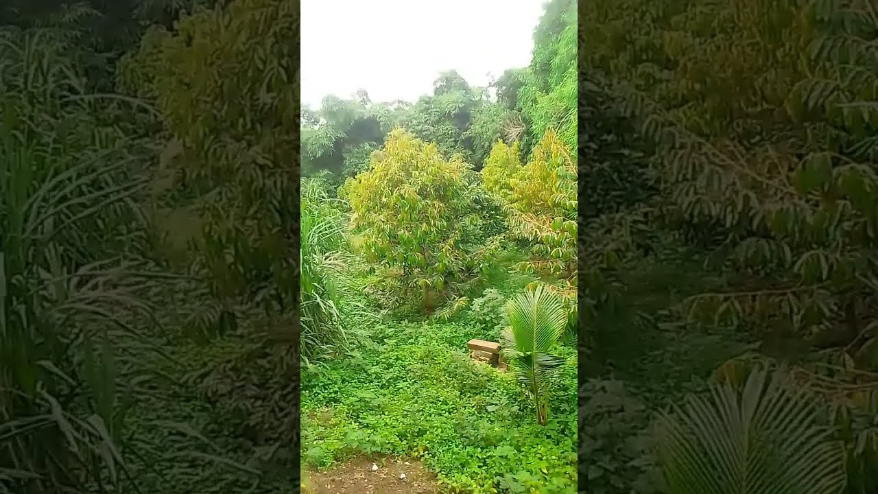 Sejuknya Suasana Pagi 