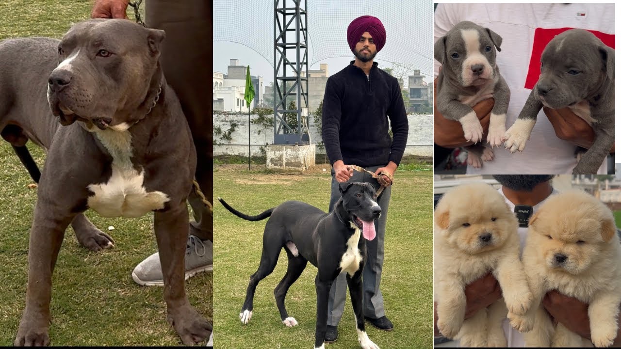 Amazing Dog Show in Bathinda Punjab 2025🔥 Puppy market at Cheap Price 🐕 Dhanoa kennel❤️