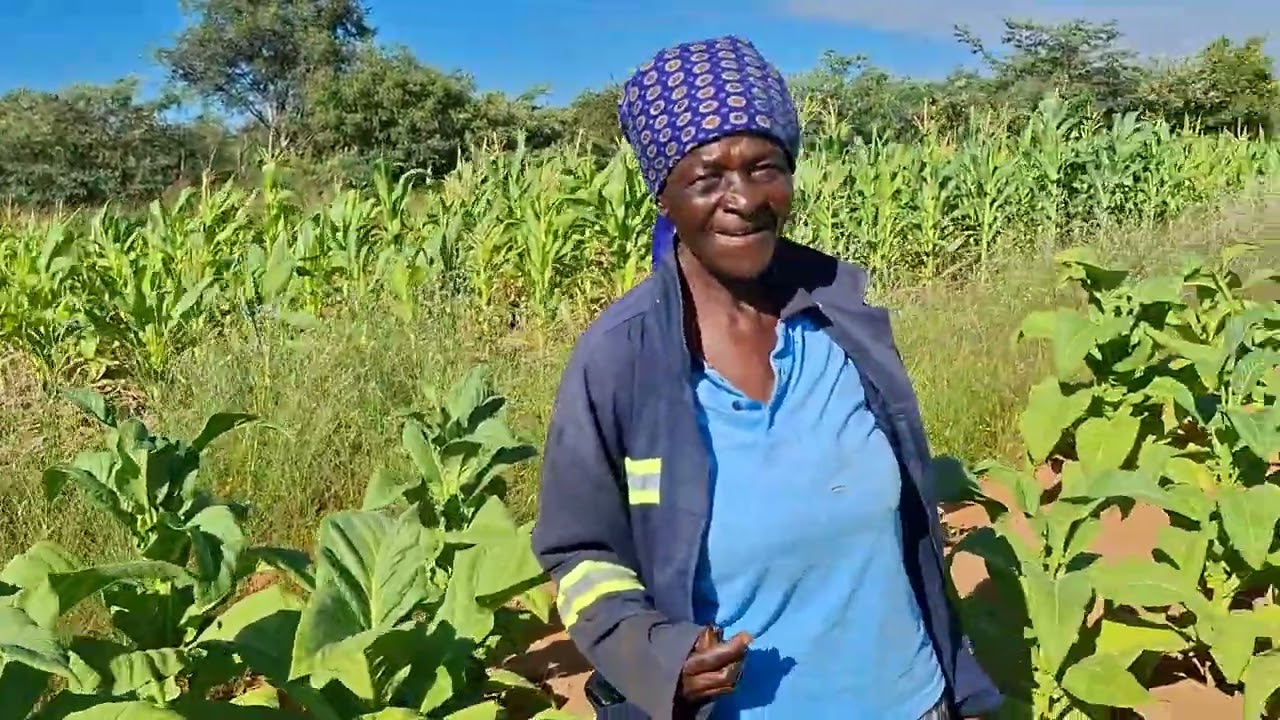 Tobacco production in Plumtree, Zimbabwe