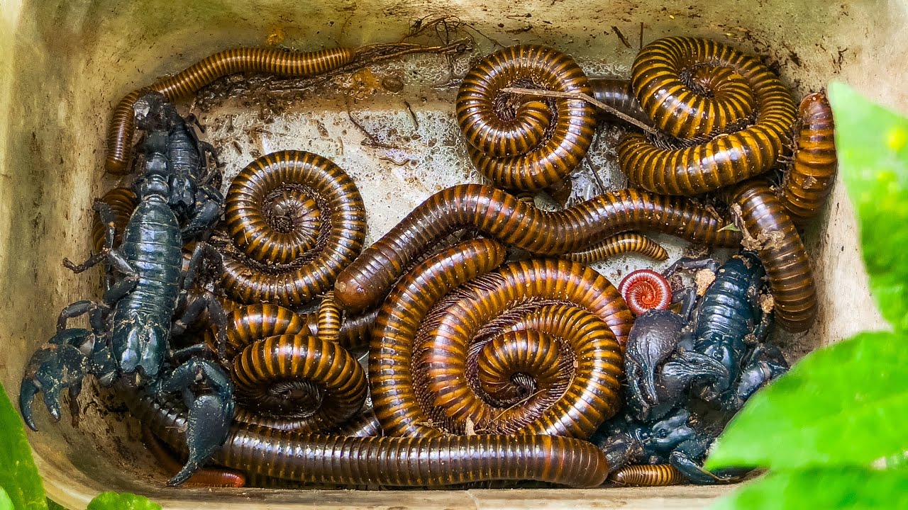 Я нашёл множество гигантских многоножек рядом с домом! 🪱 Вы не поверите их размерам!