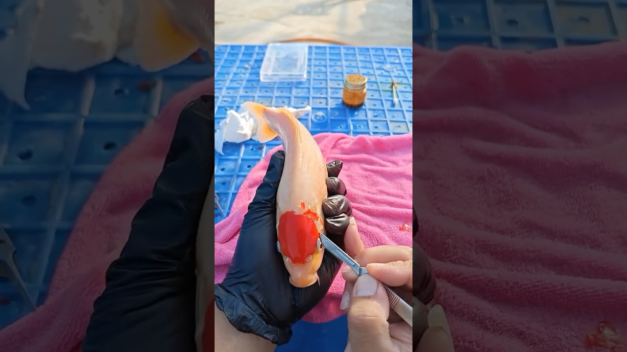 🫣How to Make a Tancho! #aquarium  #nishikigoi #koifish #koipond #tancho #fishing #fish #art  #koi