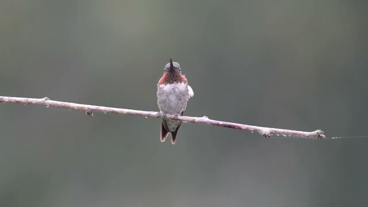 New Hummingbird Vignettes 38