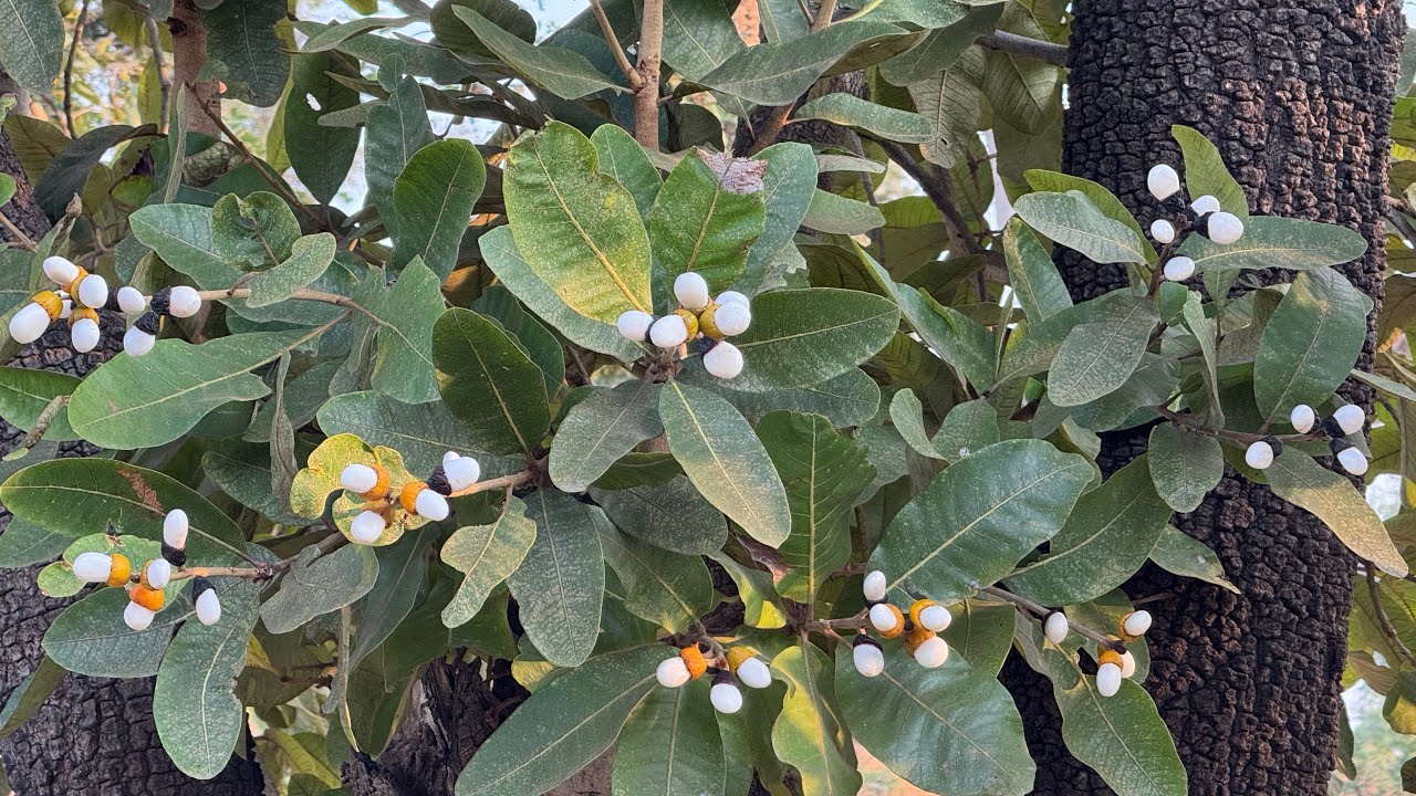 White Biba 🌳 High Demand Product | Contact 6205814024