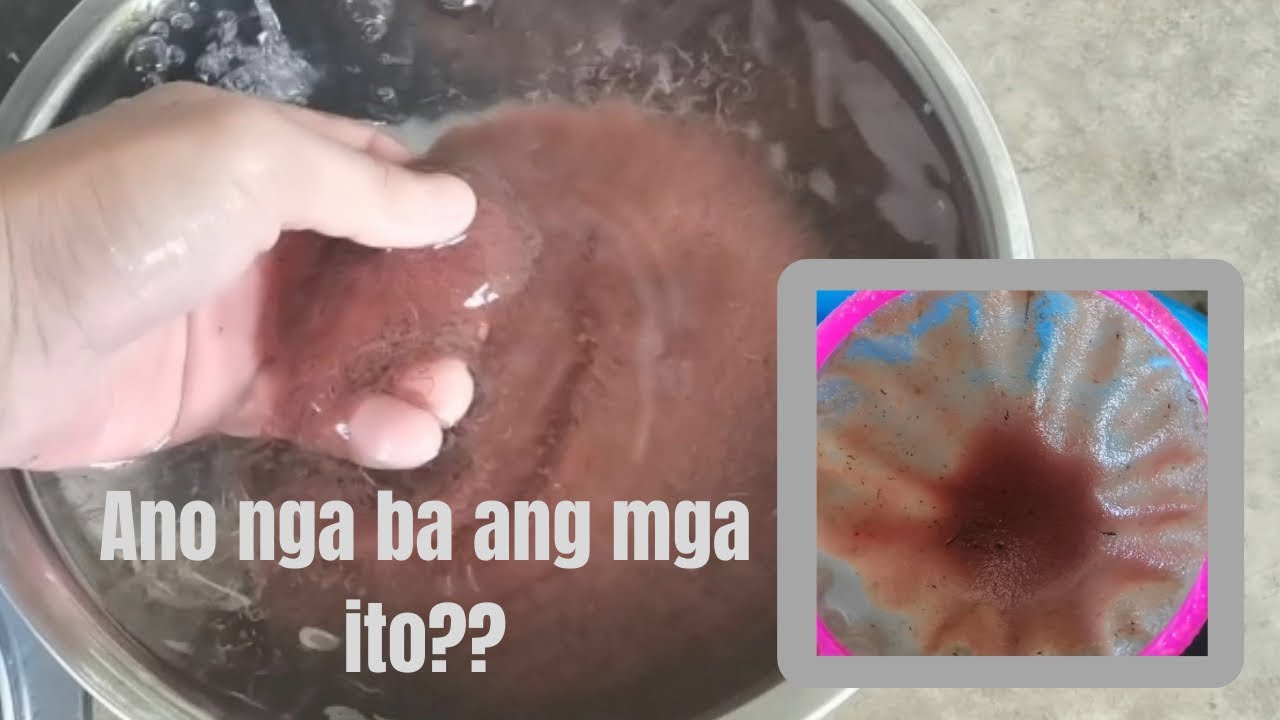 Vlog #39: Hito Hatchery Part 12 | Ano ano nga ba ang mga pinapakain sa mga hito fry?