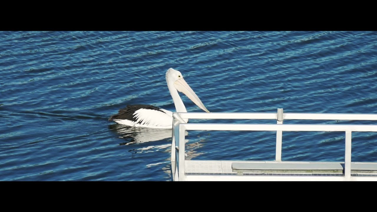 Yambuk Lake - fishing, windmills, spoonbill and pelicans with an ambient soundtrack
