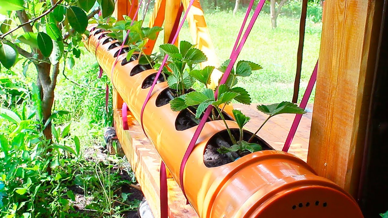 КЛУБНИКА в ТРУБЕ ПВХ 200 мм. Посадка клубники в трубу ПВХ. Strawberry in pvc pipe.