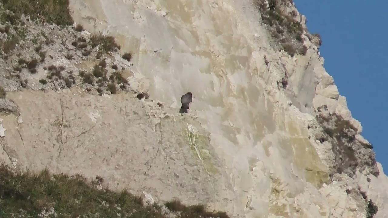 Peregrines & Ravens - Samphire hoe
