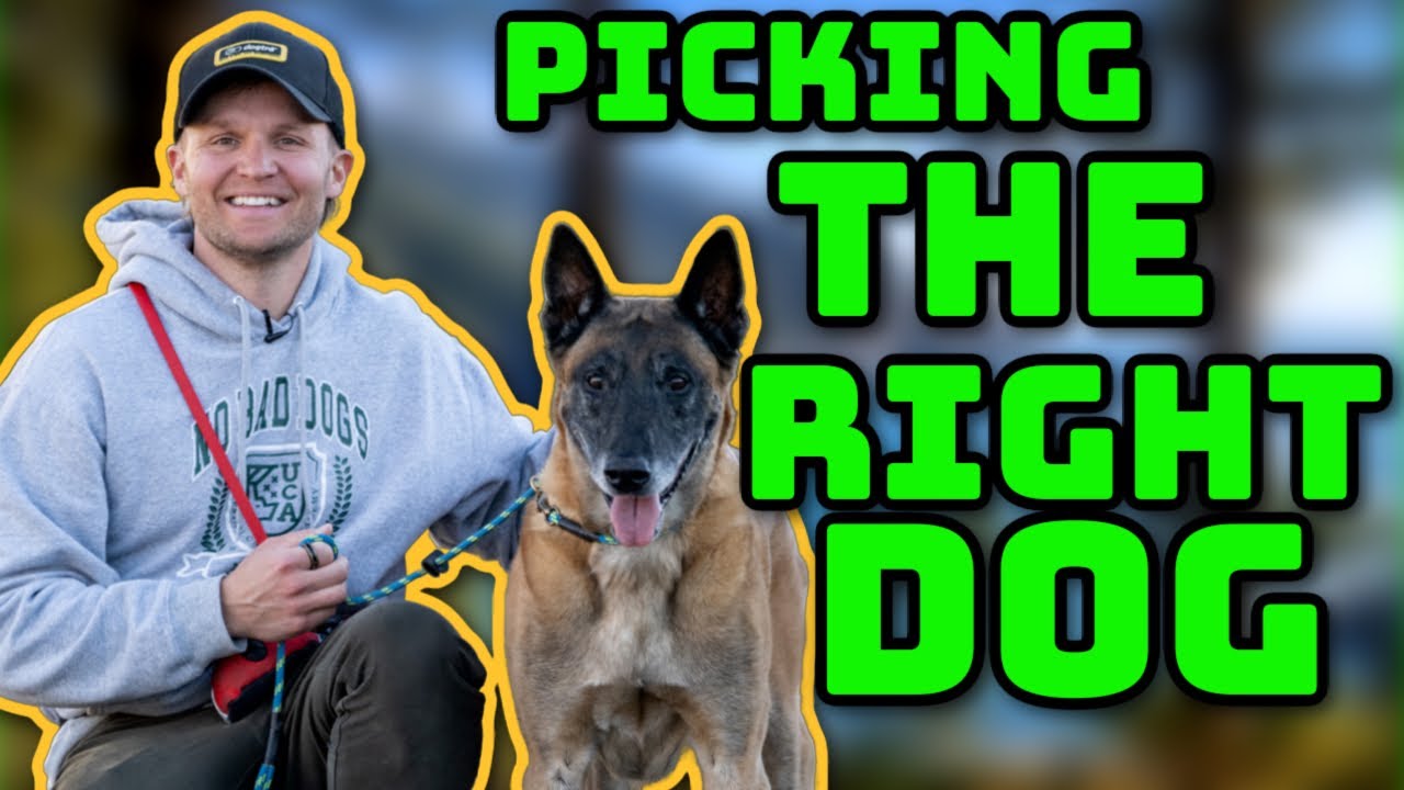 What dog breed is right for you?