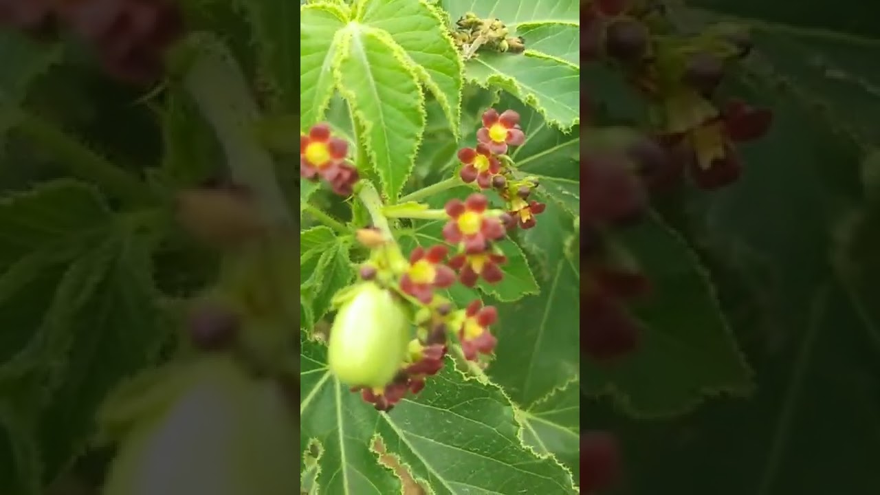 Jamalgota plant knowledge.