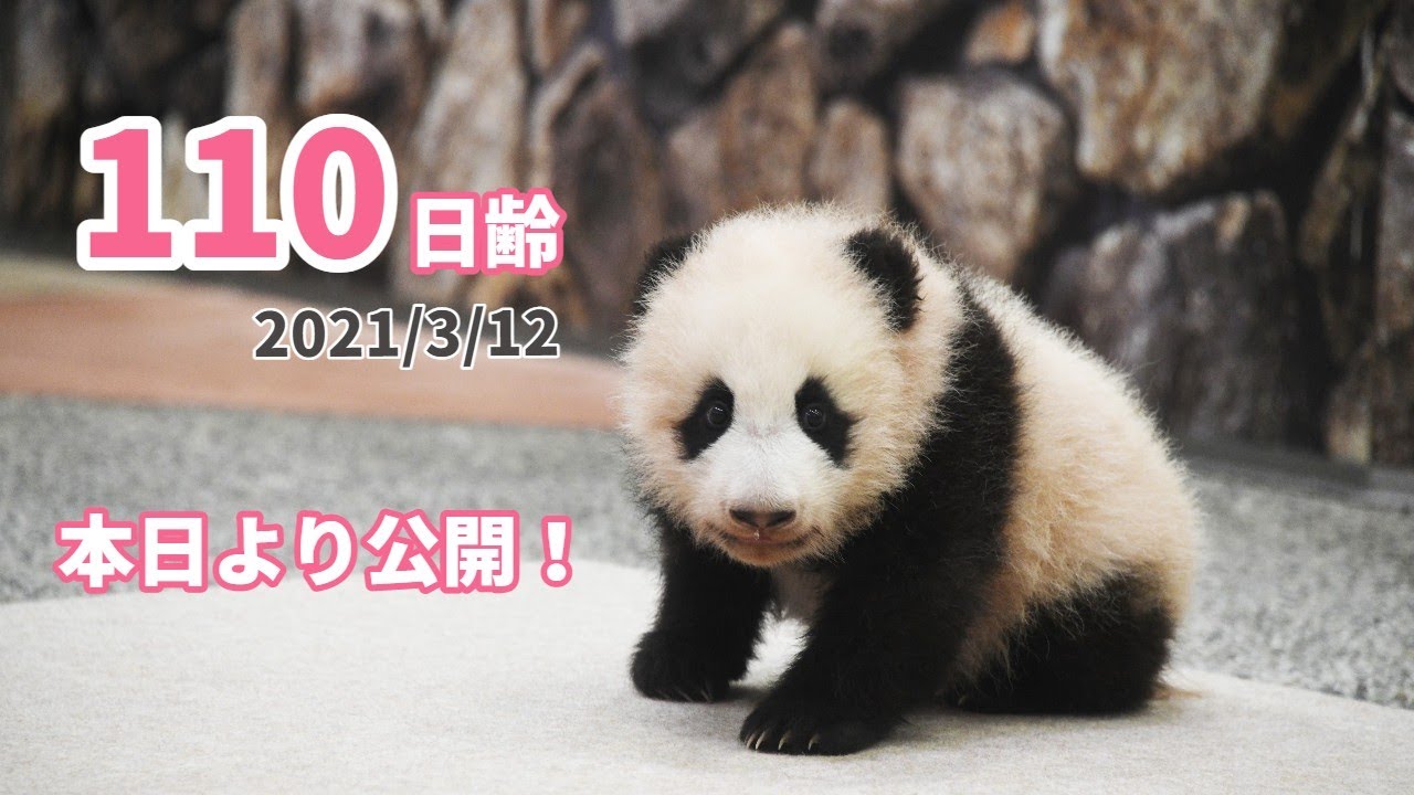 【パンダの赤ちゃん】本日より公開！（110日齢）