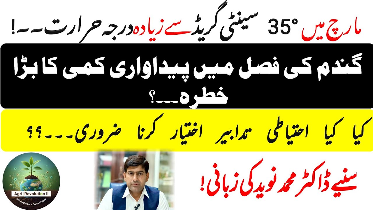 مارچ میں 35 ڈگری سے زیادہ درجہ حرارت! گندم کی فصل بچانے کے لیے ڈاکٹر محمد نوید کی اہم ہدایات