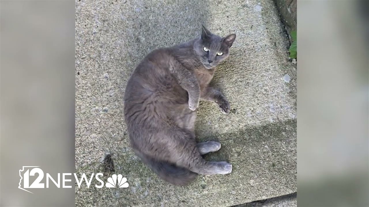 Man shoots neighbor's cat for leaving pawprints on car