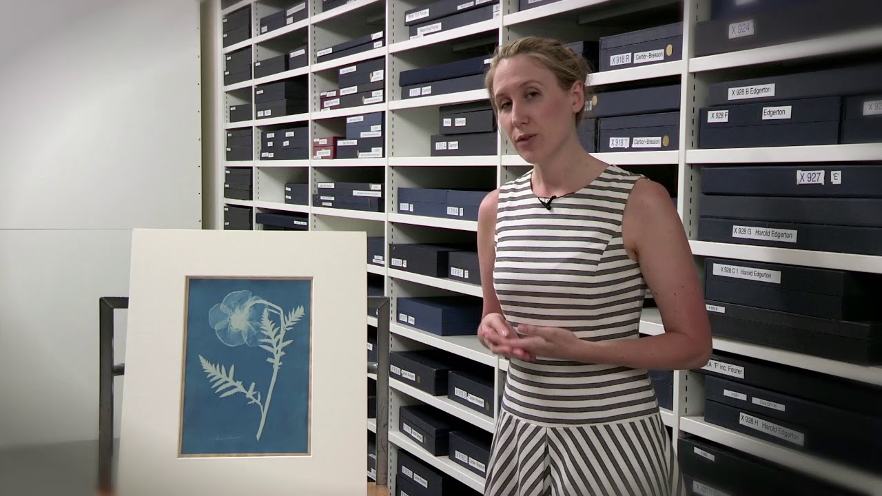 Anna Atkins Cyanotypes