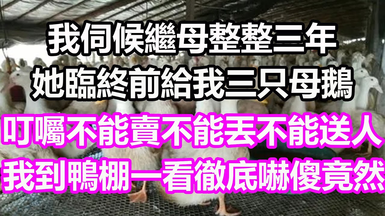 我伺候離世父親的後老伴兒整整三年，她臨終前給我三只母鵝，叮囑不能賣不能丟不能送人，不料我到鴨棚一看徹底嚇傻，竟然...#淺談人生#民間故事#孝顺#儿女#讀書#養生#深夜淺讀#情感故事#房产#晚年哲理
