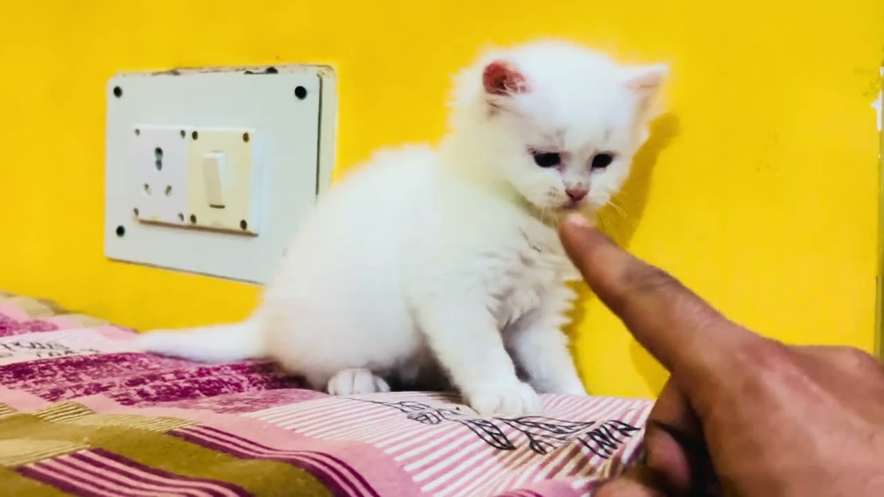 Koochi aur soochi don ka kalesh😆😏