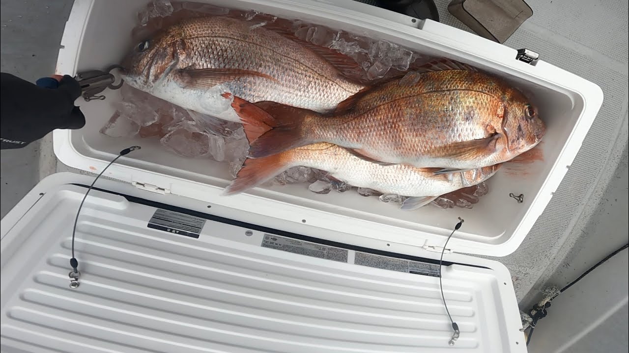 乗っ込み真鯛開幕！ドラグが止まらないタイラバ釣行！