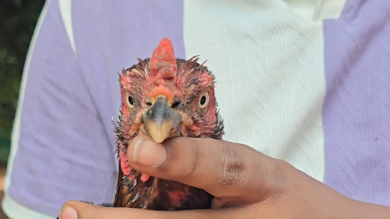 Kodi pacha kaki petta || irah farm || LV-1 #irahfarms #kodipunju #petta