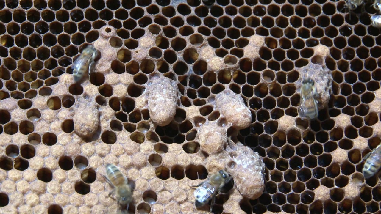 Sélection en apiculture, étape par étape. 2 ème prix Festival International Animalier (France).