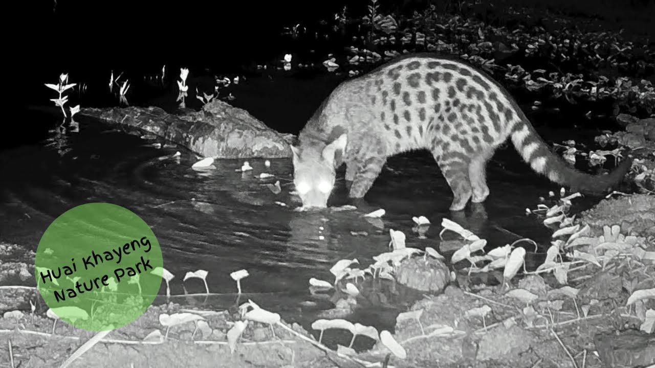 Large-spotted Civets at Huai Khayeng Nature Park