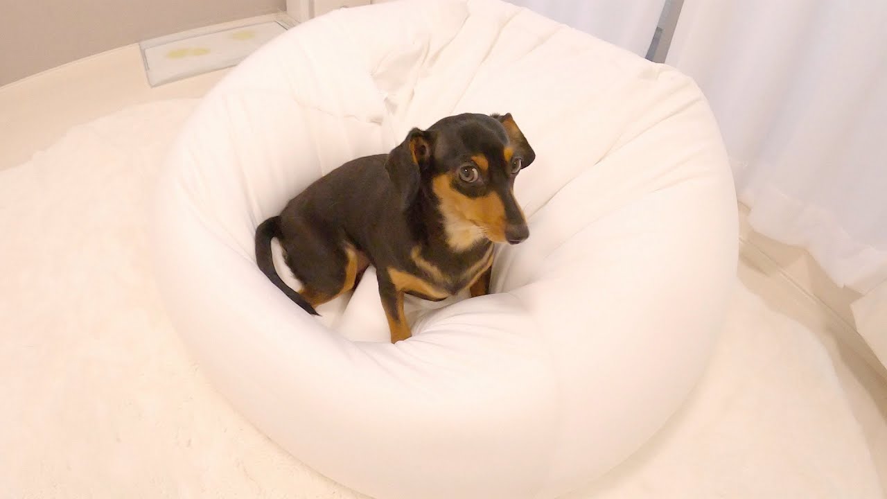 犬のお尻から出ていたヒモを引っ張ってから様子がおかしいんです