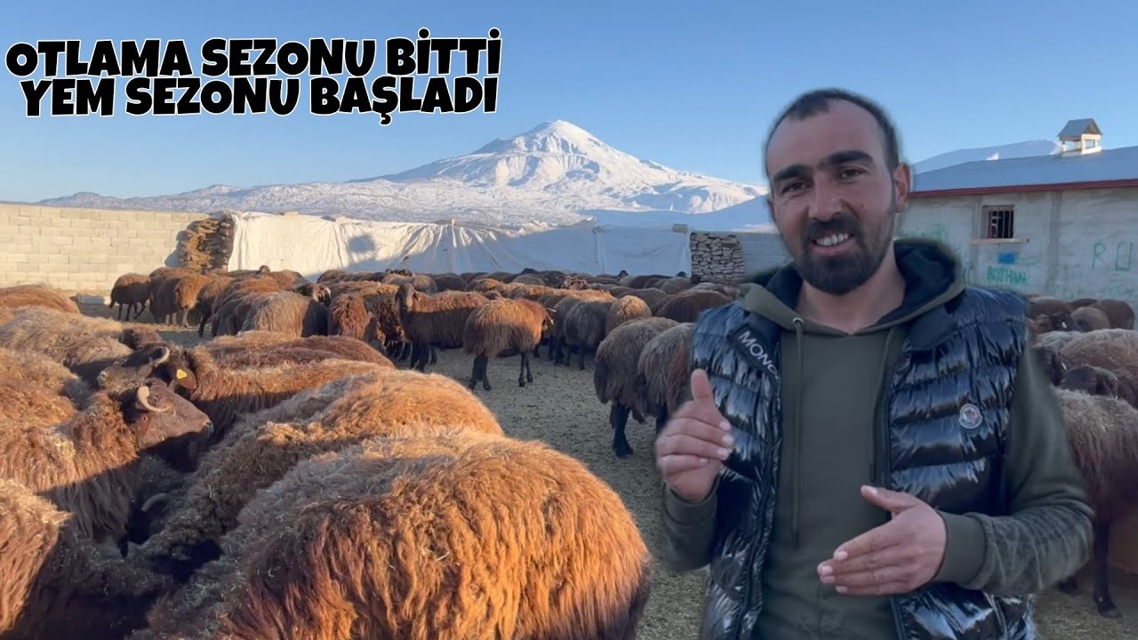DOĞUMLAR BAŞLADI -- KOYUNLARA AŞI YAPTIK -- SARSILMAZ İLE POZGEWR OYUNA DOYMUYORLAR