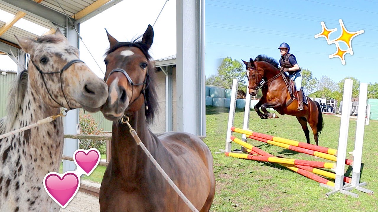 Marley kreupel & springen met Arena! | felinehoi WEEKVLOG #261