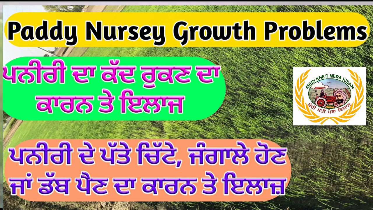 Paddy Nursery problems(ਝੋਨੇ ਦੀ ਪਨੀਰੀ ਜਲਦੀ ਤਿਅਾਰ ਕਰਨ ਸਬੰਧੀ) Shergill Markhai