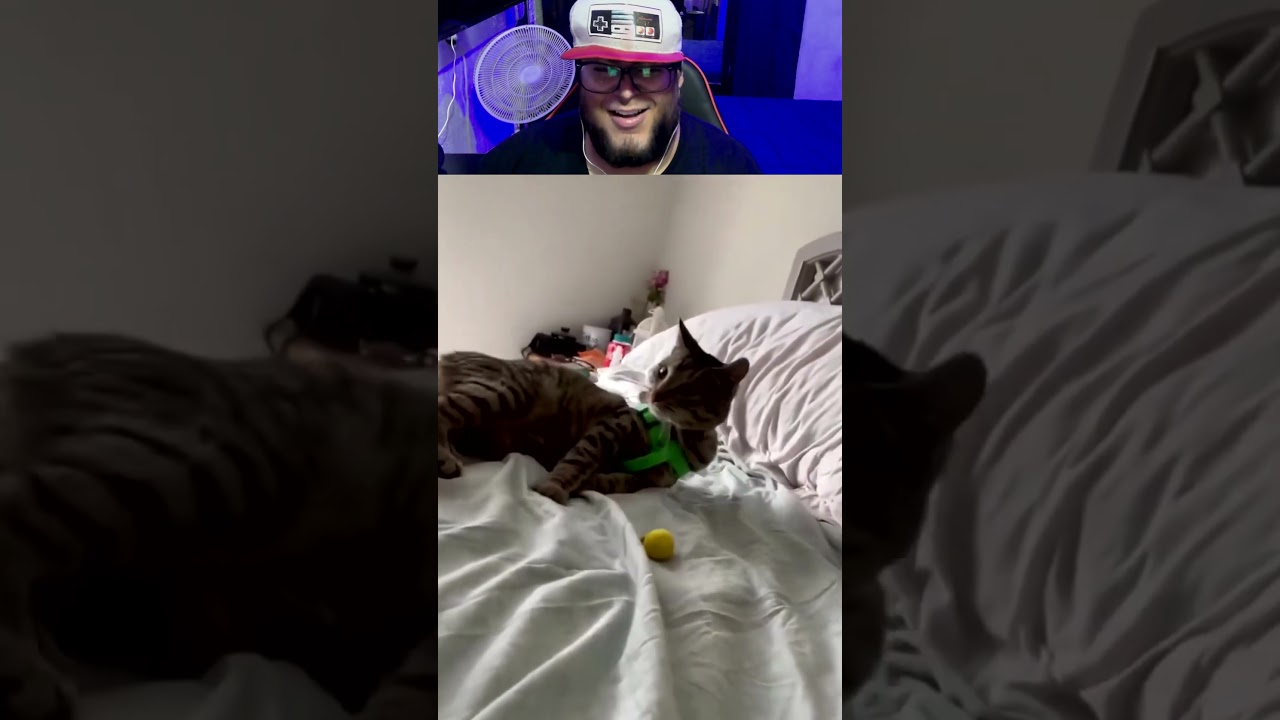Gatitos haciendo cosas raras #reaccion #videoreaccion #reaccionando #humor #memes