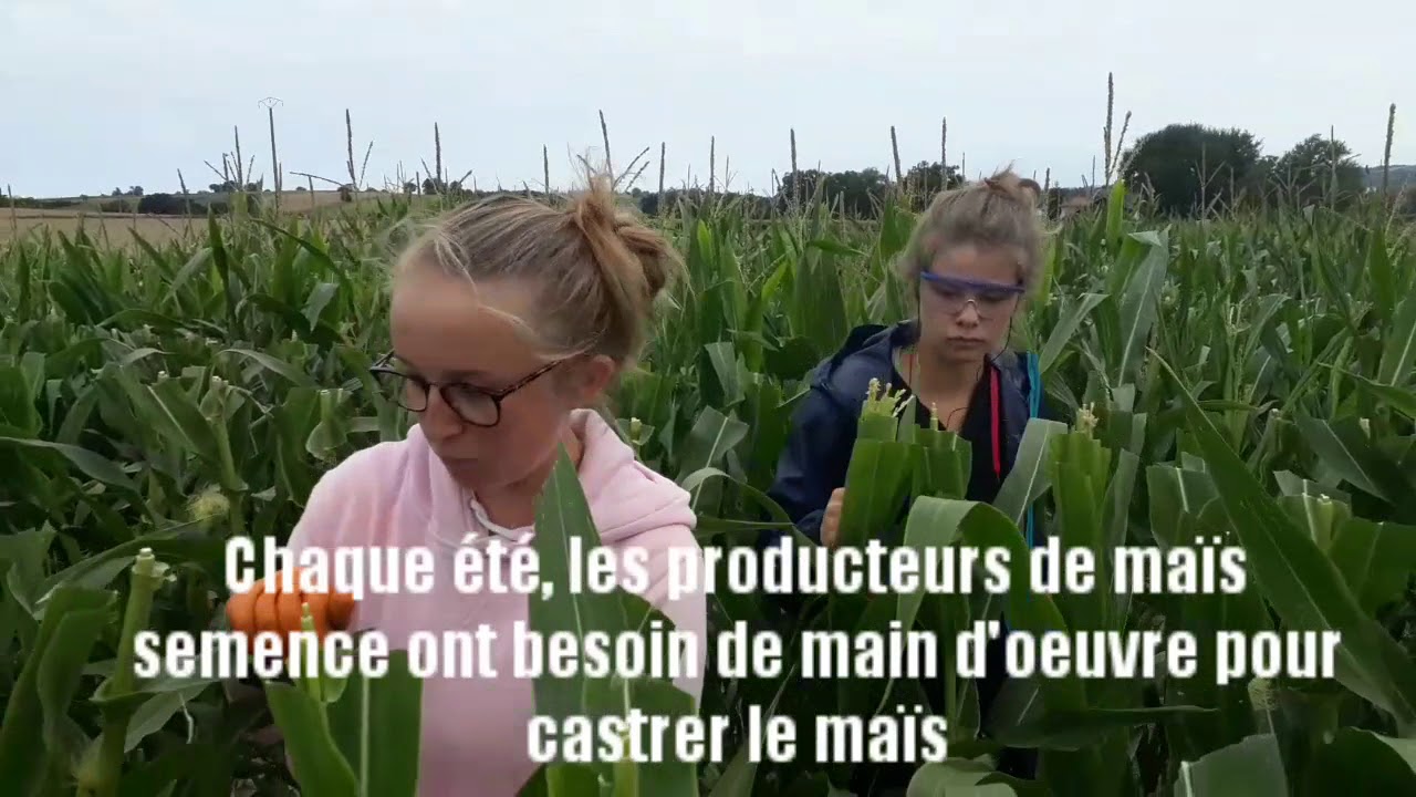 Lot-et-Garonne : la castration du maïs, le job étudiant par excellence