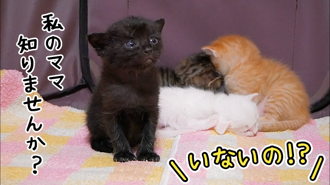 母猫が突然いなくなり、子猫が助けを求めてきました