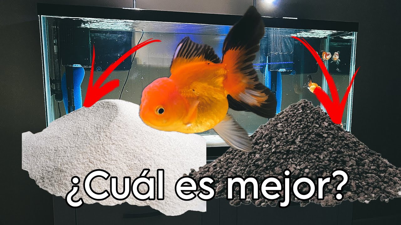 Cambié el Sustrato de los Gorditos 🫣 Mira cómo quedó 😱